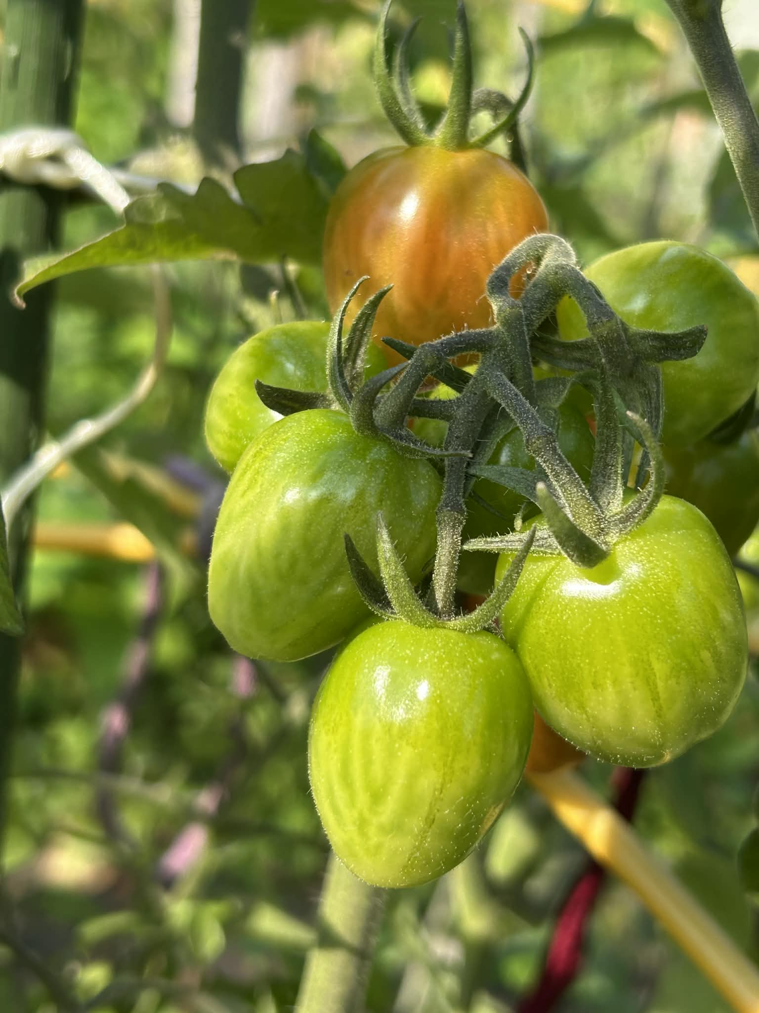 1142專題討論（三） A組(Seminar (III) A group)