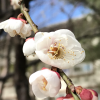 s7852 曾麗君
